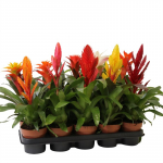 Vazoninis augalas bromelija, &Oslash; 12, 45 cm, lot. BROMELIA MIX