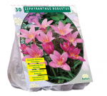 Zefyrantų svogūnėliai, lot. ZEPHYRANTHUS ROBUSTUS HABRANTHUS, 30 vnt