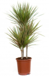 Vazoninis augalas dracena, &Oslash; 24, 120 cm, 60-30-15, lot. Dracaena Bicolor