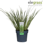 Lauko augalas ajeras, &Oslash; 14, 35 - 40 cm, lot. ACORUS GRAMINEUS ARGENTEOSTRIATUS