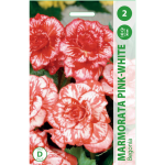 Begonijų svogūnėliai, lot. BEGONIA MARMORATA PINK - WHITE, 2 vnt