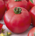 Avietinio pomidoro daigas MAMIRIO