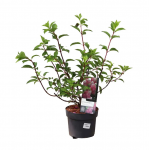 Lauko augalas &scaron;luotelinė hortenzija, &Oslash; 19, 50 cm, lot. Hydrangea pan. mix