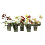 Vazoninis augalas falenopsis, &Oslash;9, 45 - 50 cm, lot. PHALENOPSIS ARTISTO