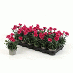 Lauko augalas gvazdikas, &Oslash; 13, 20 cm, lot. Dianthus Oscar TRIXI