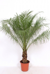 Vazoninis augalas nyk&scaron;tukinė palmė, &Oslash; 24, 120 cm, lot. Chamaerops Humilis