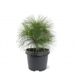 Lauko augalas veimitinė pu&scaron;is, &Oslash;17, 35 cm, lot. Pinus strobus