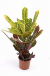 Vazoninis augalas krotonas, &Oslash; 21, 60 cm, lot. CODIAEUM MRSICETON
