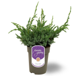Lauko augalas žvynuotasis kadagys, &Oslash; 15, 45 cm, lot. Juniperus squam. Meyeri