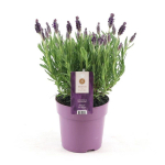 Lauko augalas levanda, daugiametis, &Oslash; 12, 25 cm, lot. Lavandula sto. Anouk