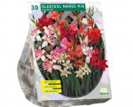 Kardelių svogūnėliai, lot. GLADIOLUS NANUS, 30 vnt