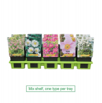 Lauko augalas plukė, &Oslash; 11, 25 cm, lot. ANEMONE MIX
