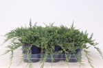 Lauko augalas kadagys, &Oslash; 15, 60 cm, lot. Juniperus chinensis Stricta
