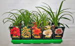 Lauko augalas viendienė, daugiametis, &Oslash; 11, 25 cm, lot. Hemerocallis mix