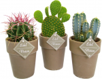 Vazoninis augalas kaktusas, vazone, &Oslash; 11, 20 cm, lot. CACTUS Terracota