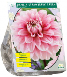Jurginų svogūnėlis, lot. DAHLIA DECORATIEF STRAWBERRY CREAM, 1 vnt