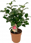 Vazoninis augalas kamelija, &Oslash; 13, 35 cm, lot. CAMELLIA MIX