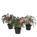 Lauko augalas azalija, &Oslash; 15, 35 cm, lot. Azalea Japonica Evergreen