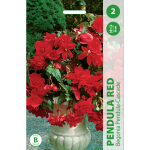Begonijų svogūnėliai, lot. BEGONIA PENDULA RED, 2 vnt.