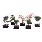 Lauko augalas bonsas, vazone, &Oslash; 15, 35 cm, lot. Bonsai outdoor