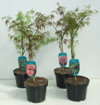 Lauko augalas klevas, &Oslash; 23, 50 cm, lot. Acer palm.
