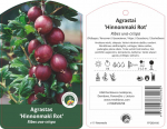 Vaiskrūmis agrastas HINOMAKI ROT, lot. RIBES UVA-CRISPA
