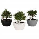 Vazoninis augalas bonsas, vazone, &Oslash; 22, 45 cm, lot. BONSAI, in ceramic