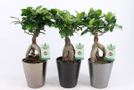 Vazoninis augalas fikusas, vazone, &Oslash; 13, 35 cm, lot. FICUS GINSENG, in ceramic