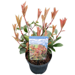 Lauko augalas Fotinija, &Oslash; 17, 35 cm, lot. Photinia fra. Little Red Robin