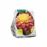 Jurginų svogūnėlis, lot. DAHLIA KOGANE FUBUKI, 1 vnt