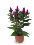 Lauko augalas celiozija, &Oslash; 12, 30 cm, lot. Celosia Deep Purple
