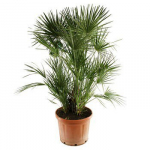 Vazoninis augalas livistona, &Oslash; 21, 100 cm, lot. Livistona rotundifolia