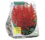 Astilbių svogūnėliai, lot. ASTILBE ROOD, 3 vnt