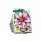 Jurginų svogūnėlis, lot. DAHLIA MIGNON EDGE OF JOY, 1 vnt