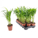 Vazoninis augalas dipsis, &Oslash; 7, 40 cm, lot. DYPSIS LUTESCENS