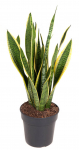 Vazoninis augalas sansevjera, &Oslash;19, 70 cm, lot. SANSEVIERIA LAURENTII