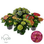 Lauko augalas &scaron;luotelinė hortenzija, &Oslash; 23, 60 cm, lot. Hydrangea pan. mix