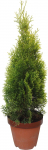 Lauko augalas tuja, auginta vazone,  &Oslash; 19, 60 - 80 cm, lot. Thuja Smaragd