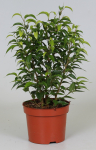 Vazoninis augalas fikusas, &Oslash; 12, 40, cm, lot. FICUS BENJAMINA NATASJA