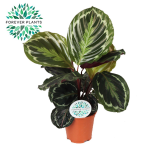 Vazoninis augalas kalatėja, &Oslash; 14, 45 cm, lot. CALATHEA MEDALLION
