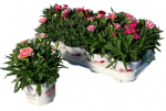 Lauko augalas gvazdikas,  &Oslash; 12, 15 cm,  lot. DIANTHUS