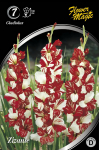 Kardelių svogūnėliai, lot. Gladiolus Zizane, 7 vnt.