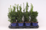 Lauko augalas tarpinis kukmedis, &Oslash;13, 25 - 30 cm lot. TAXUS MEDIA HICKSII