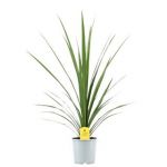 Lauko augalas kordilina, &Oslash; 17, 80 cm, lot. Cordyline Australis mix