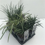 Lauko augalas laibūnė, &Oslash; 17, 25 cm, lot. LIRIOPE MIX