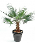 Vazoninis augalas va&scaron;ingtonija, &Oslash; 21, 95 cm, lot. WASHINGTONIA