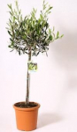 Vazoninis augalas alyvmedis, &Oslash; 12, 30 cm, lot. OLEA