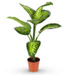 Vazoninis augalas difenbachija, &Oslash; 12, 40 cm, lot. DIEFFENBACHIA