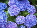 Lauko augalas didžialapė hortenzija, &Oslash; 10,5, 20 cm, lot. Hydrangea mac. mix bicolor