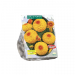 Jurginų svogūnėlis, lot. DAHLIA POMPON SUNNY BOY , 1 vnt